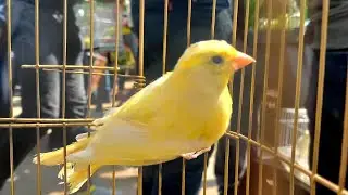 بيع للتصفية🛑وعروض بيع عصافير مشتركين القناة💚بالأسعار وأرقام اصحابها👈كناري👍بلاكات👍فلل👌وانواع مختلفة⁉️