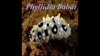 Most Beautiful Sea Creatures