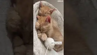 Foster Kittens' Adorable Nap Time: Too Cute to Handle! #shorts