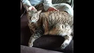 Old Cat Poops and Pees Outside Litter Box.  Problem Solved!