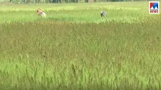 മാനന്തവാടിയില്&zwj; പാടത്ത് നെല്ലിന് പകരം മുളച്ച് പൊന്തിയത് കളകള്&zwj; Mananthavadi - Paddy field