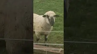 Sheep #baa #wool #sheep  #fun