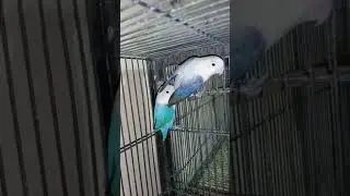 voilet euwing oplin & blue opline  lovebirds for this breeding seaon #viral #shorts #lovebird