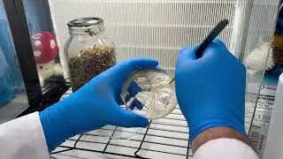 How to do an agar to grain transfer