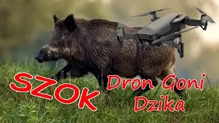 Szok gonitwa drona za dzikiem