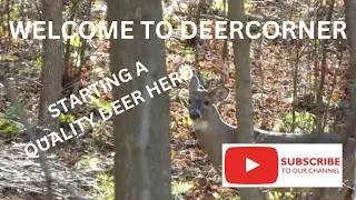 QUALITY DEER HERD , IT STARTS WITH YOUR HUNTING TACTICS