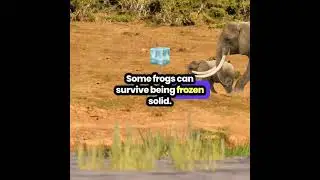 3 Fascinating Facts About Nature & Animals! 🐋🐸🐧 #facts #curiosityandwonder #funfacts