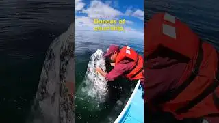 A universal connection between humans and animals #shorts