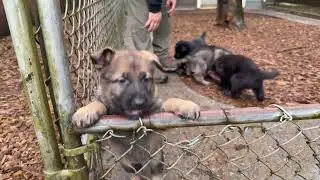 Eating, Playing & Exploring! Kraftwork K9 Pro German Shepherds