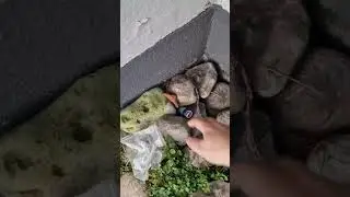 Every geocache find until #10000 - #24 / #shorts
