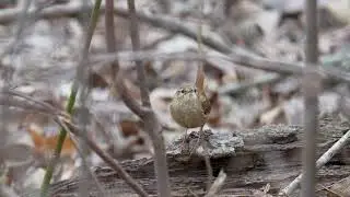 Winter Wren Squeaky Calls