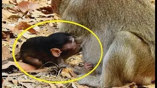 Pity newborn Mom Valentin hungry milk  Mom not know baby feeling| Valentin hungry request milk