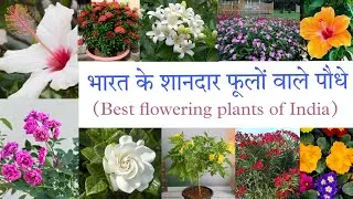 Top 10 Fragrant/Aromatic/Scented permanent flower plants India, भरत के 10 खुसबूदार फूलों वाले पौधे