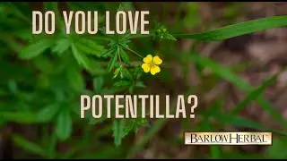 The Health Benefits of Potentilla (Cinquefoil)