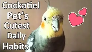 Cockatiel Pet Compilation | Cockatiel's Exploring Stuff 😃 Cockatiel Sounds #cockatiel #birds #pets
