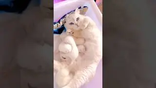 5 Adorable Cat Mom Facts You Never Knew!🥰😍😱#animalfacts #cuteanimals #cats #wildlife