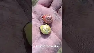 Escargot des bois