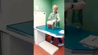 MY PUPPY'S FIRST BODY TEMPERATURE TEST #shorts #pets #puppy #my #poodle #泰迪 @TRUELILIJOHNSON