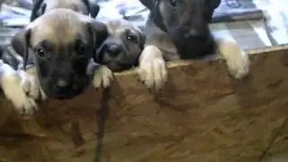 Black Mouth Cur Puppies: 4.5 Weeks Old