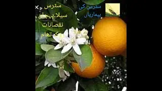 citrus psyllid| citrus cila |citrus disease |Sucking pest of citrus orchard| control citrus psylla