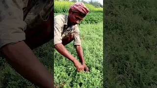 Palatable Leafy Vegetable Harvesting (Chikpeas) #shorts