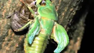 Cicada Transforming