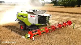 4Kᵁᴴᴰ Harvest 2023: Claas Lexion 770 cutting OSR near Peasenhall on a dull grey evening in Suffolk.
