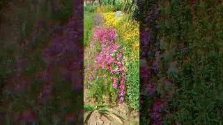 the flower lovers contact number 9785937953 #flowers #lovers #song #flower #nature #ihavet