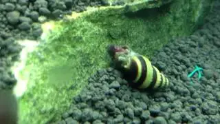 Assassin Snail eating Ram Horn Snail