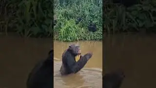 Chimpanz&eacute; reconhece cuidador anos ap&oacute;s retorno &agrave; natureza e cena comove; veja v&iacute;deo