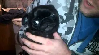 FUNNY PUG DOING CHEWBACCA YAWN
