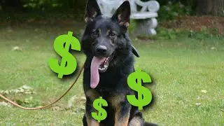 How to sell high value Protection Dogs