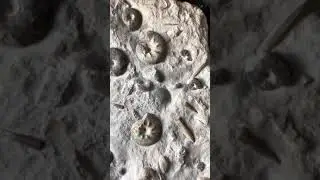 Скопление аммонитов в Юрской плите | Accumulation of Ammonites and belemnites in the Jurassic plate