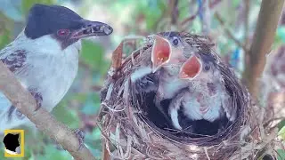 UNIK CARA INDUK BURUNG MENYUSUN BUAH DI MULUT | ANAK BULBUL MAKAN BUAH
