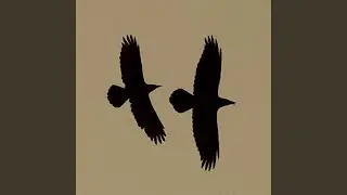 Reborn Crows