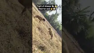 fight of sheeps 🐏🤯 #sheep #shorts #shortvideo #fighting #music #song #punjabimusic