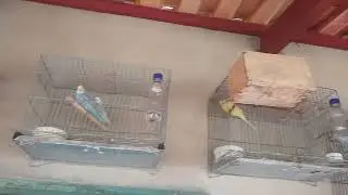 Mostrando as aves da criação e os periquitos em reprodução em gaiola