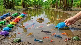 Unbelievable Catch & Release | Turtle, Fish, Frogs & Crabs from the Wild