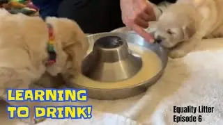 Golden Retriever Puppies Learn to Drink - Adorable First Attempt!