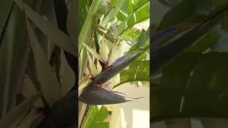МАЛЕНЬКИЙ ДОМИК в центре большого города | Живу в Португалии на острове Мадейра