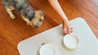 Instant Drying Dog Bowl Mat