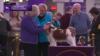 Cavalier King Charles Spaniels | Breed Judging 2026