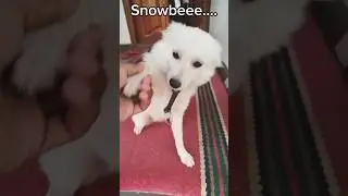 Puppy | PET's #petdog #trending #puppy #cute #pets #cutedog #funny