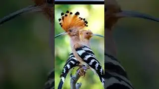 Amazing information about the hoopoe. #subscribe #birds