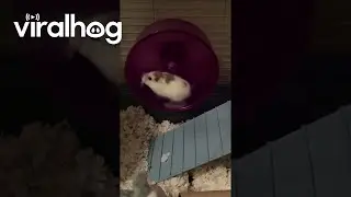 Hamster Runs Fast on Hamster Wheel || ViralHog