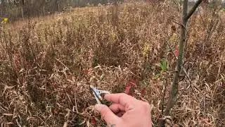 2025 bow hunt NJ #nature #bowhunting #newjersey #newjersey #hunting 