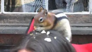 Chubby the Chipmunk