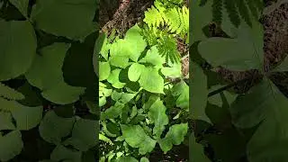 Jack in the Pulpit