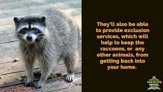 Raccoon Control Fort Worth - AAAC Wildlife Removal of Fort Worth