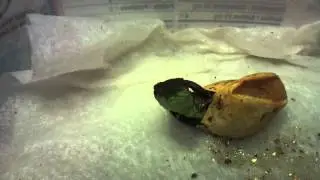 Basilisk Egg Hatching
